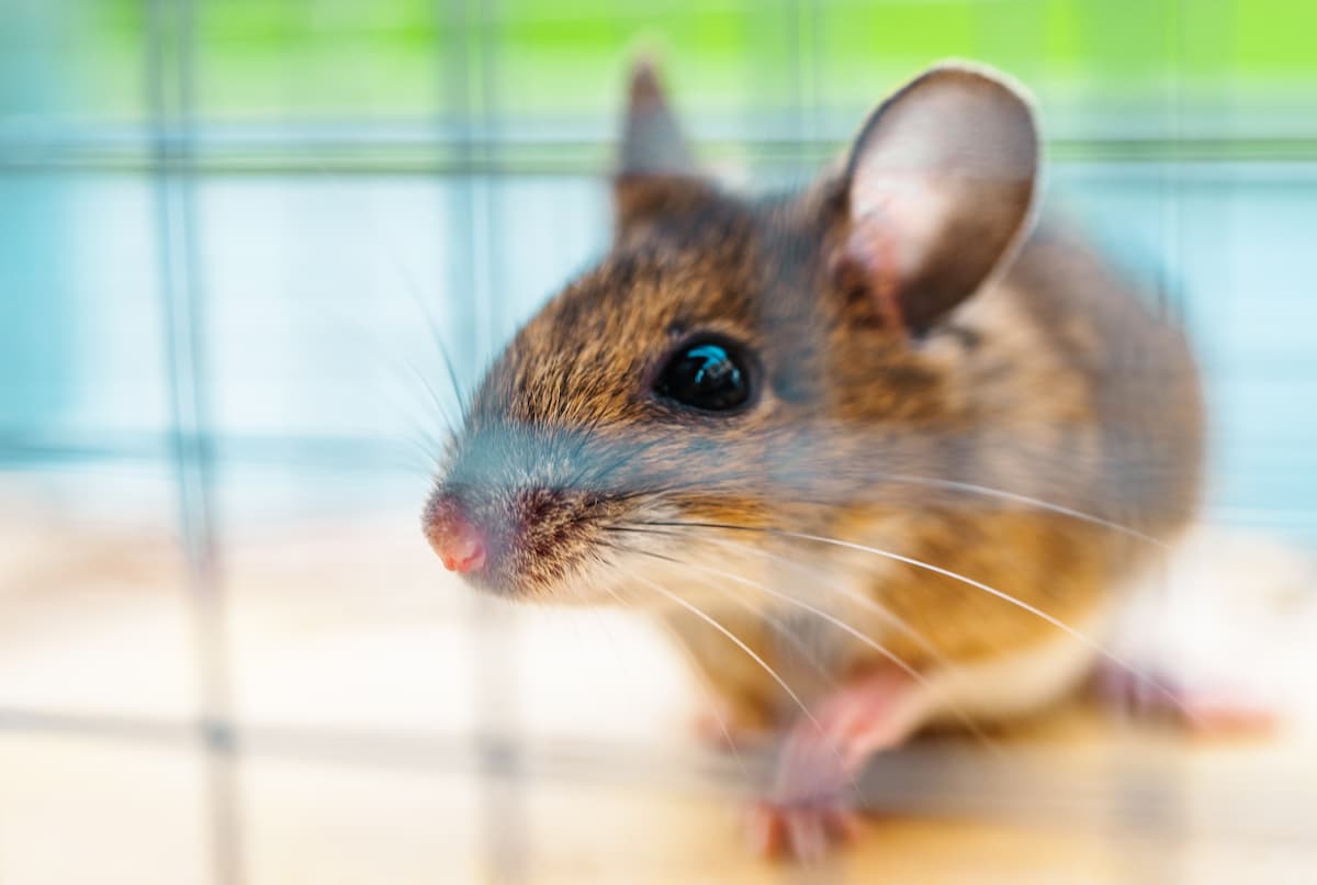 Säule 3a-konto schweiz